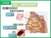4.3.1 呼吸道对空气的处理 （课件）-2024--2025学年人教版生物七年级下册