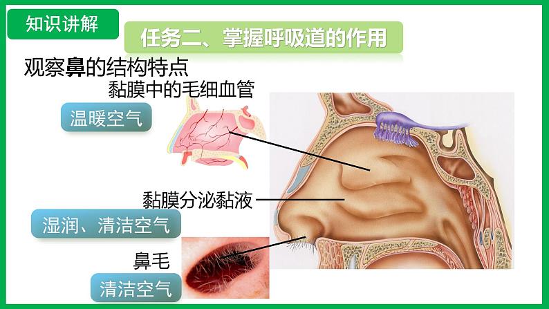 4.3.1 呼吸道对空气的处理 （课件）-2024--2025学年人教版生物七年级下册第5页