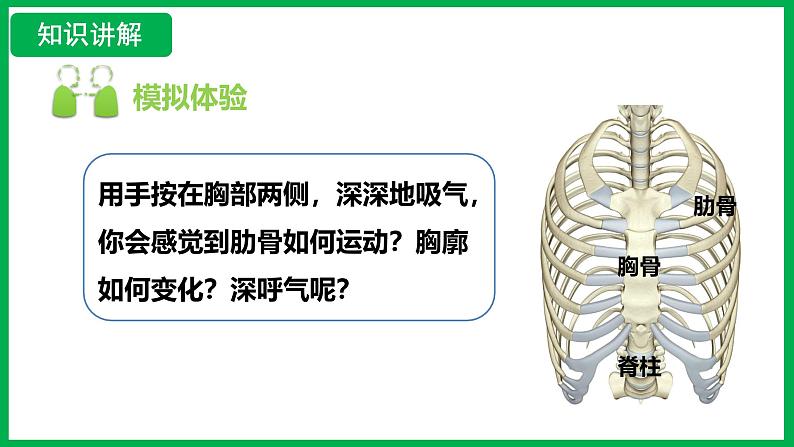 4.3.2 发生在肺内的气体交换 （课件）-2024--2025学年人教版生物七年级下册第5页