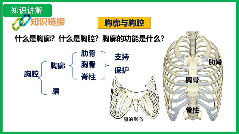 4.3.2 发生在肺内的气体交换 （课件）-2024--2025学年人教版生物七年级下册第6页