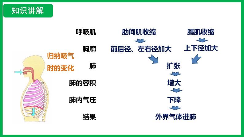 4.3.2 发生在肺内的气体交换 （课件）-2024--2025学年人教版生物七年级下册第8页