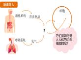 4.4.1 流動的組織——血液 （課件）-2024--2025學(xué)年人教版生物七年級下冊