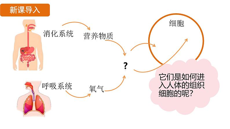 4.4.1 流动的组织——血液 （课件）-2024--2025学年人教版生物七年级下册第4页