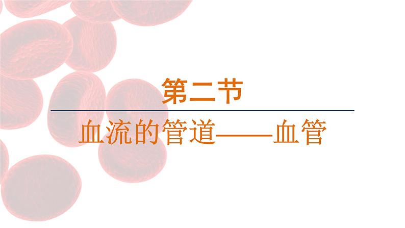 4.4.2 血流的管道——血管 （课件）-2024--2025学年人教版生物七年级下册第1页