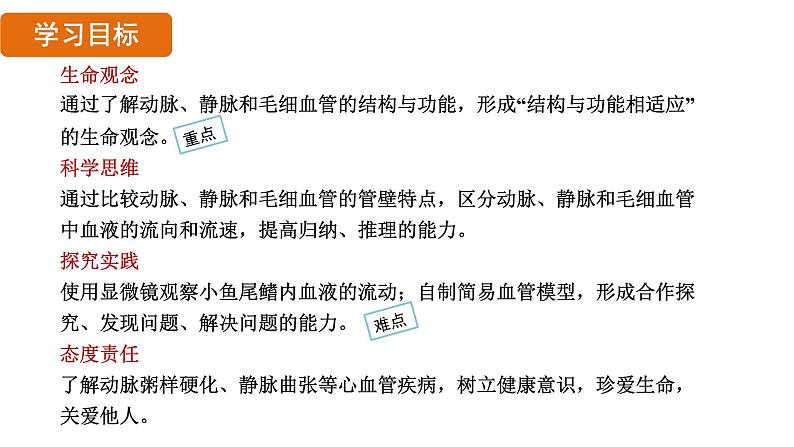 4.4.2 血流的管道——血管 （课件）-2024--2025学年人教版生物七年级下册第2页