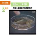 4.4.2 血流的管道——血管 （課件）-2024--2025學(xué)年人教版生物七年級(jí)下冊(cè)