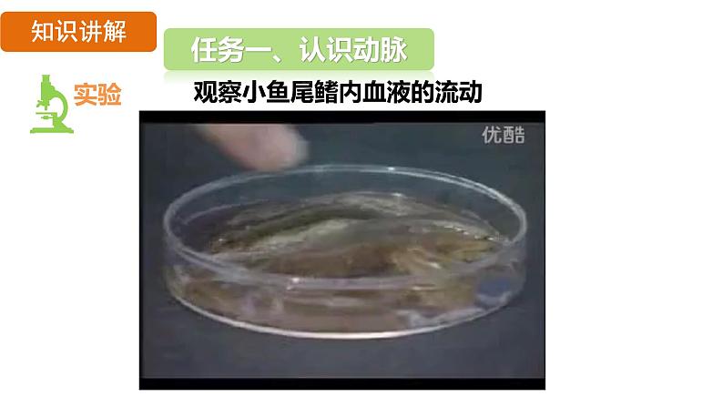 4.4.2 血流的管道——血管 （课件）-2024--2025学年人教版生物七年级下册第4页