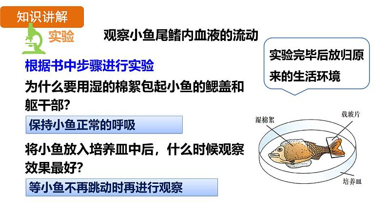 4.4.2 血流的管道——血管 （课件）-2024--2025学年人教版生物七年级下册第5页