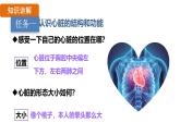 4.4.3 输送血液的泵——心脏 （课件）-2024--2025学年人教版生物七年级下册