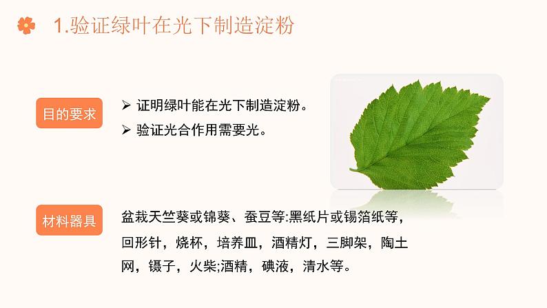 【核心素养目标】济南版初中生物七年级下册3.1.3《植物通过光合作用固定光能》课件第6页