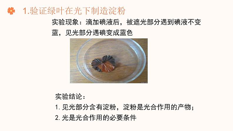 【核心素养目标】济南版初中生物七年级下册3.1.3《植物通过光合作用固定光能》课件第8页