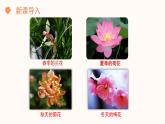 【核心素养目标】济南版初中生物七年级下册3.2.1《花是被子植物特有的生殖器官》课件
