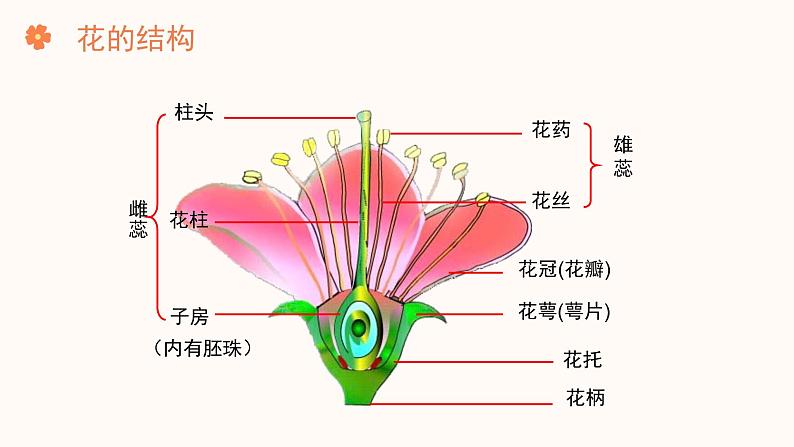 【核心素养目标】济南版初中生物七年级下册3.2.1《花是被子植物特有的生殖器官》课件第5页