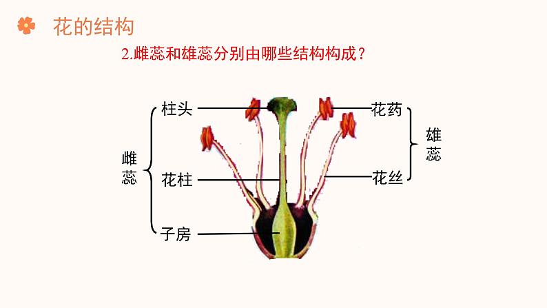 【核心素养目标】济南版初中生物七年级下册3.2.1《花是被子植物特有的生殖器官》课件第7页