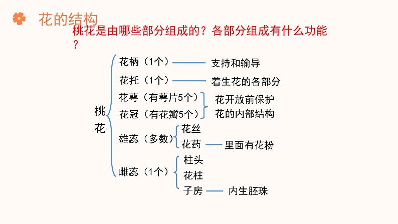 【核心素养目标】济南版初中生物七年级下册3.2.1《花是被子植物特有的生殖器官》课件第8页