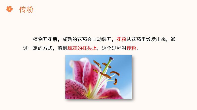 【核心素养目标】济南版初中生物七年级下册3.2.2《花经过传粉和受精后形成果实》课件第5页