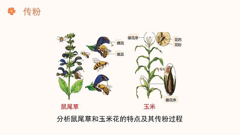 【核心素养目标】济南版初中生物七年级下册3.2.2《花经过传粉和受精后形成果实》课件第6页