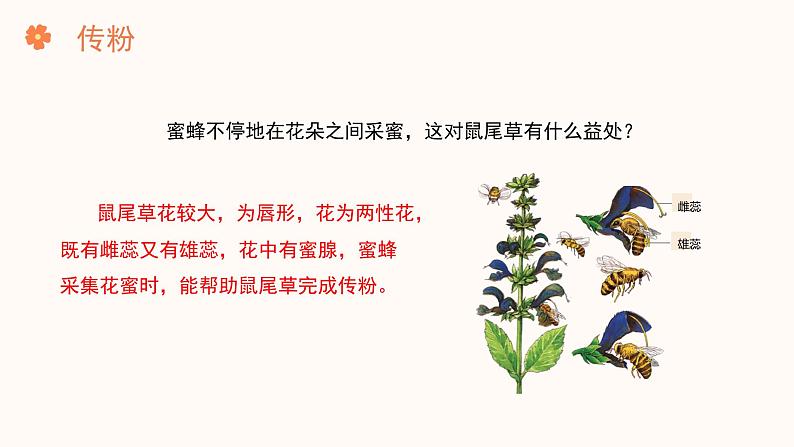 【核心素养目标】济南版初中生物七年级下册3.2.2《花经过传粉和受精后形成果实》课件第7页