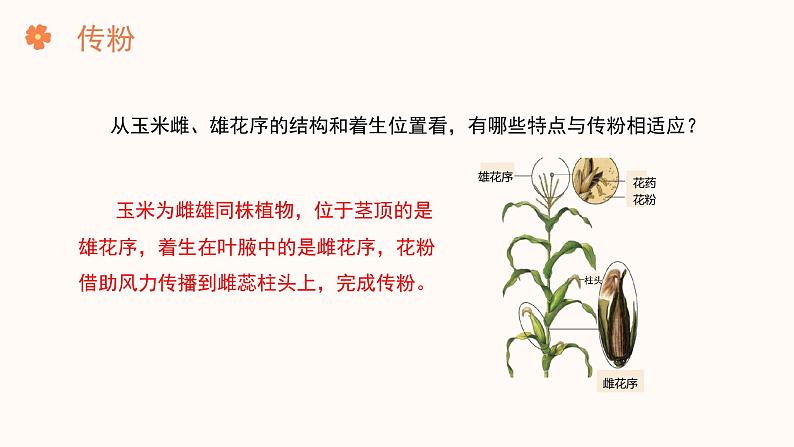 【核心素养目标】济南版初中生物七年级下册3.2.2《花经过传粉和受精后形成果实》课件第8页