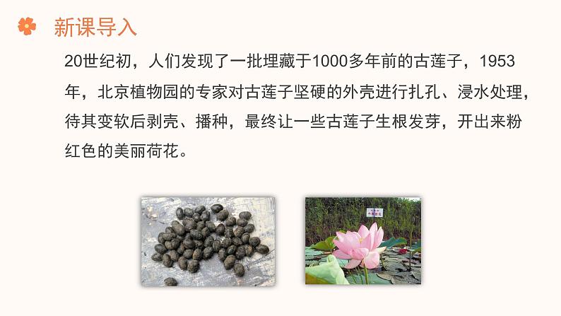 【核心素养目标】济南版初中生物七年级下册3.2.3《种子萌发需要适宜的条件》课件第2页