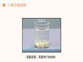 【核心素养目标】济南版初中生物七年级下册3.2.3《种子萌发需要适宜的条件》课件