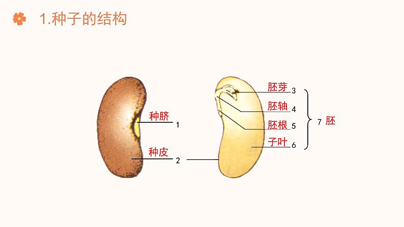 【核心素养目标】济南版初中生物七年级下册3.2.3《种子萌发需要适宜的条件》课件第7页