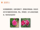 【核心素养目标】济南版初中生物七年级下册3.2.4《芽是未发育的枝条或花》课件