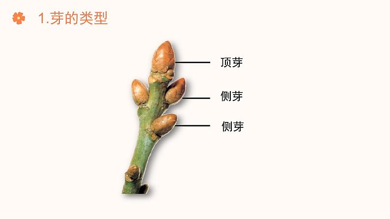 【核心素养目标】济南版初中生物七年级下册3.2.4《芽是未发育的枝条或花》课件第7页