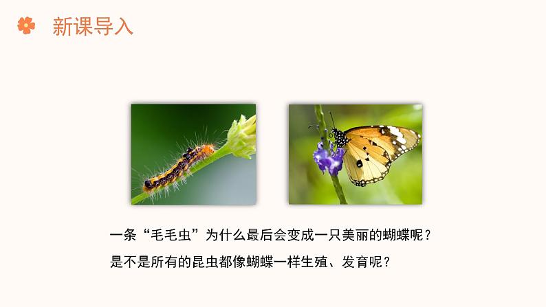 【核心素养目标】济南版初中生物七年级下册4.1.2《有性生殖增加了后代的多样性》课件第2页