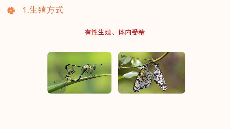 【核心素养目标】济南版初中生物七年级下册4.1.2《有性生殖增加了后代的多样性》课件第6页