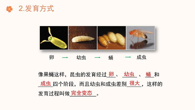 【核心素养目标】济南版初中生物七年级下册4.1.2《有性生殖增加了后代的多样性》课件第7页