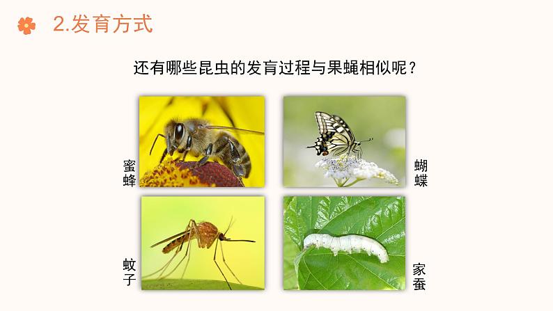 【核心素养目标】济南版初中生物七年级下册4.1.2《有性生殖增加了后代的多样性》课件第8页