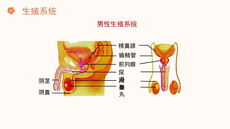 【核心素养目标】济南版初中生物七年级下册4.2.1《婴儿从受精卵发育而来》课件第6页