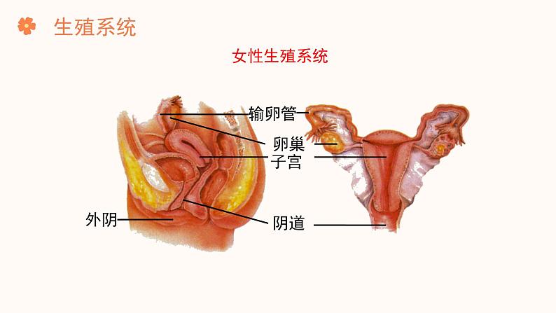 【核心素养目标】济南版初中生物七年级下册4.2.1《婴儿从受精卵发育而来》课件第8页