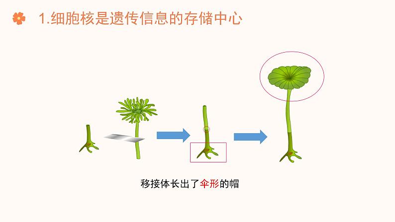 【核心素养目标】济南版初中生物七年级下册4.3.1《DNA是主要的遗传物质》课件第6页