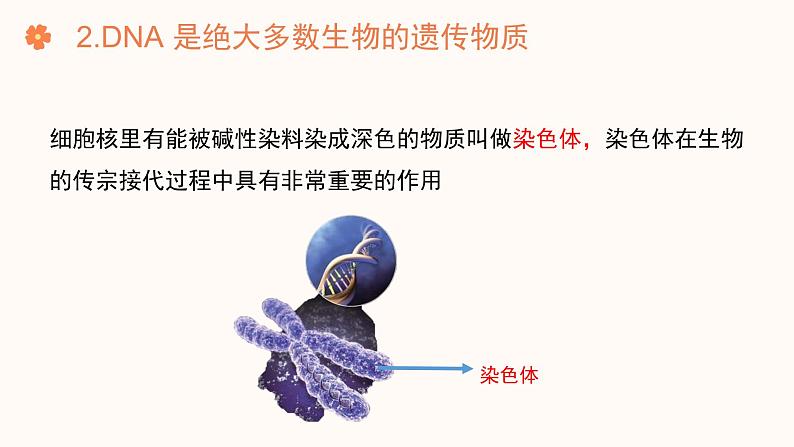 【核心素养目标】济南版初中生物七年级下册4.3.1《DNA是主要的遗传物质》课件第8页