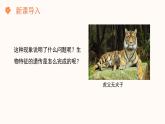 【核心素养目标】济南版初中生物七年级下册4.3.2《生物的性状主要由基因决定》课件