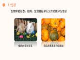 【核心素养目标】济南版初中生物七年级下册4.3.2《生物的性状主要由基因决定》课件