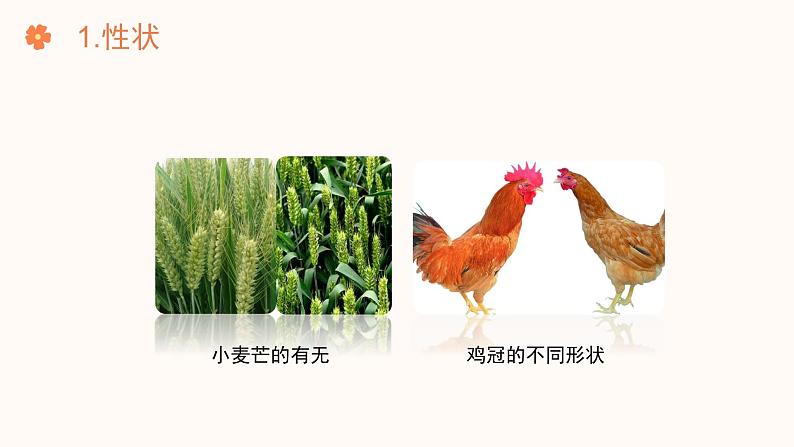 【核心素养目标】济南版初中生物七年级下册4.3.2《生物的性状主要由基因决定》课件第6页