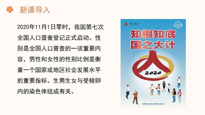 【核心素养目标】济南版初中生物七年级下册4.3.3《性染色体决定人的性别》课件第2页