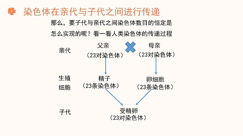 【核心素养目标】济南版初中生物七年级下册4.3.3《性染色体决定人的性别》课件第6页