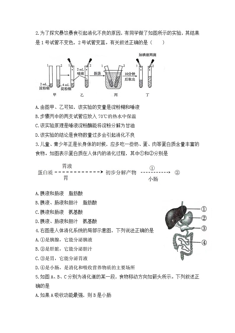 人教版初中生物七年级下册4.2.2《消化和吸收》同步练习（含答案）第3页