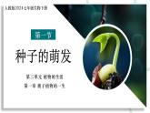 【核心素养】人教版生物七年级下册 3.1.1 种子的萌发 同步课件+同步练习+同步教案