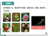 【核心素养】人教版生物七年级下册 3.1.1 种子的萌发 同步课件+同步练习+同步教案