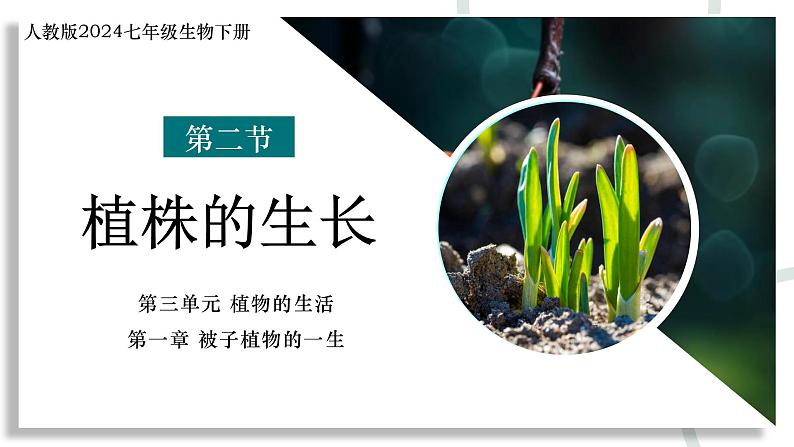 【核心素养】人教版生物七年级下册 3.1.2 植株的生长 同步课件第1页