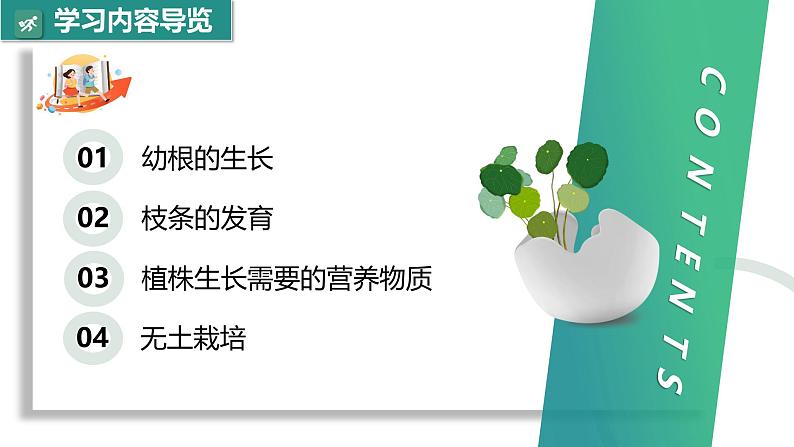 【核心素养】人教版生物七年级下册 3.1.2 植株的生长 同步课件第2页