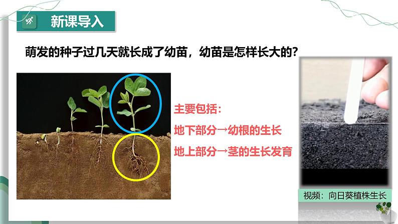 【核心素养】人教版生物七年级下册 3.1.2 植株的生长 同步课件第4页