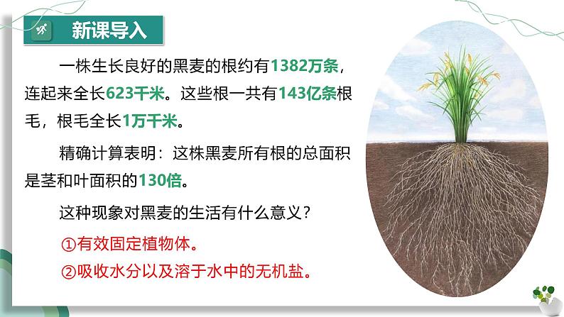 【核心素养】人教版生物七年级下册 3.1.2 植株的生长 同步课件第5页