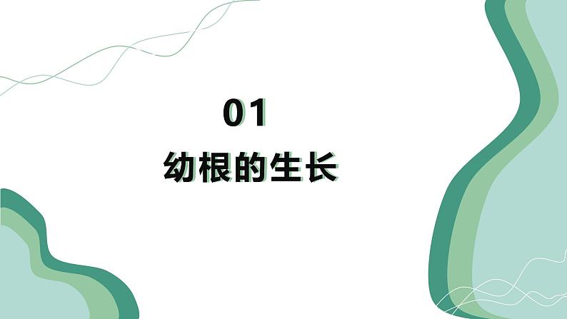 【核心素养】人教版生物七年级下册 3.1.2 植株的生长 同步课件第6页