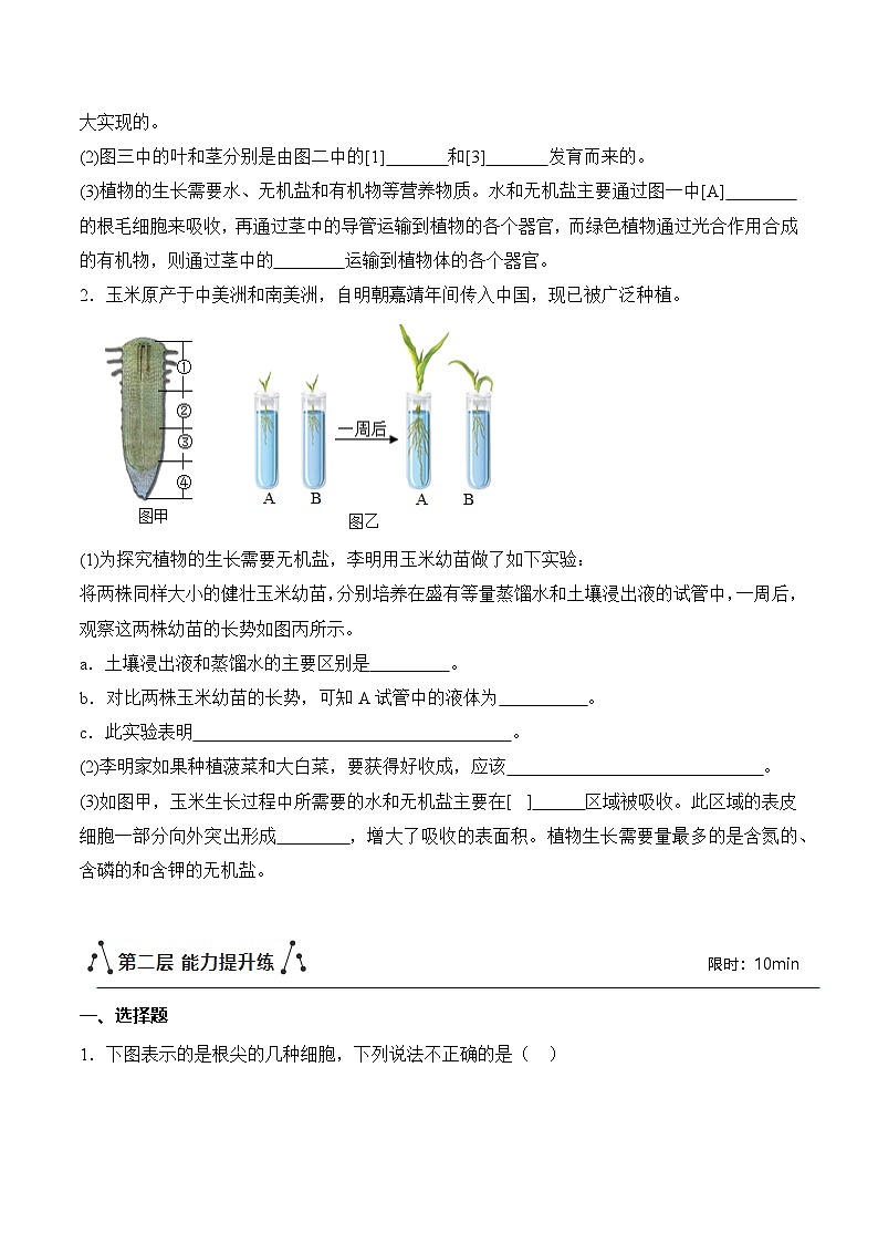 【核心素养】人教版生物七年级下册 3.1.2 植株的生长（分层作业）（原卷版）第3页